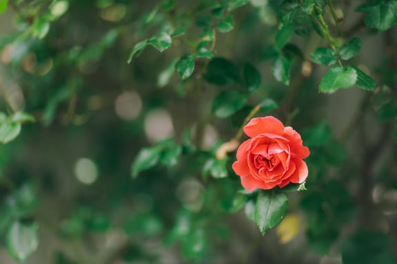 Close-up of a red English rose flower with green leaves as background