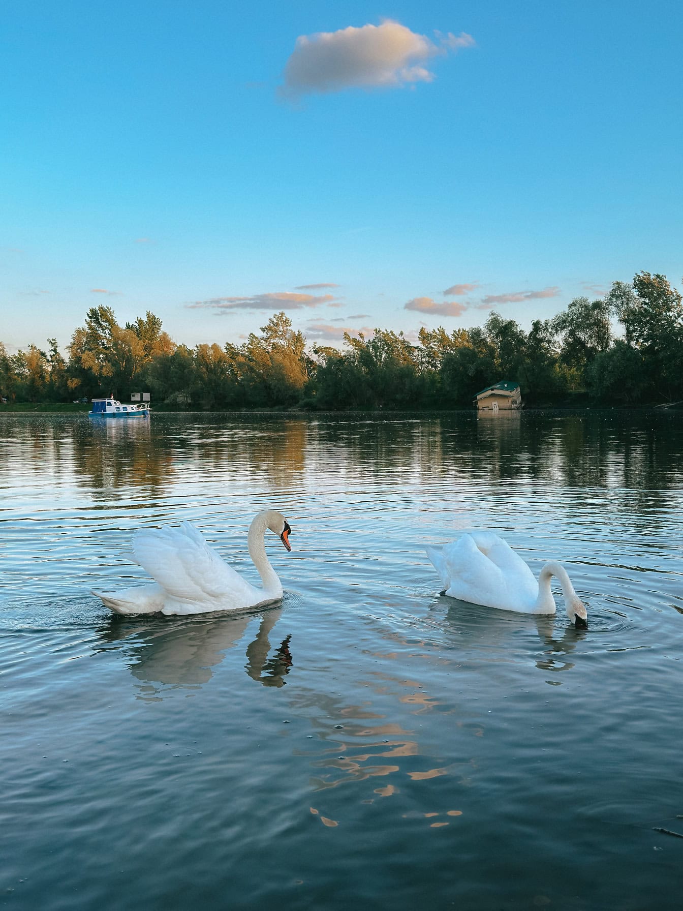 To hvide svaner, der svømmer i en Tikvara-sø nær Donau