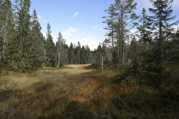 Rasenfläche mit Pinien und blauem Himmel im skandinavischen Naturpark