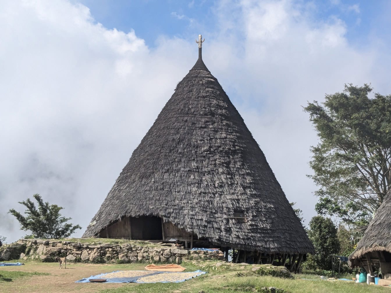 Traditionellt etnohus på Waerebo eller Wae Rebo by med traditionellt vassgrästak i Manggarai i Indonesien