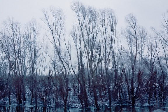 Broken trees on the snowy shore of the swamp in winter