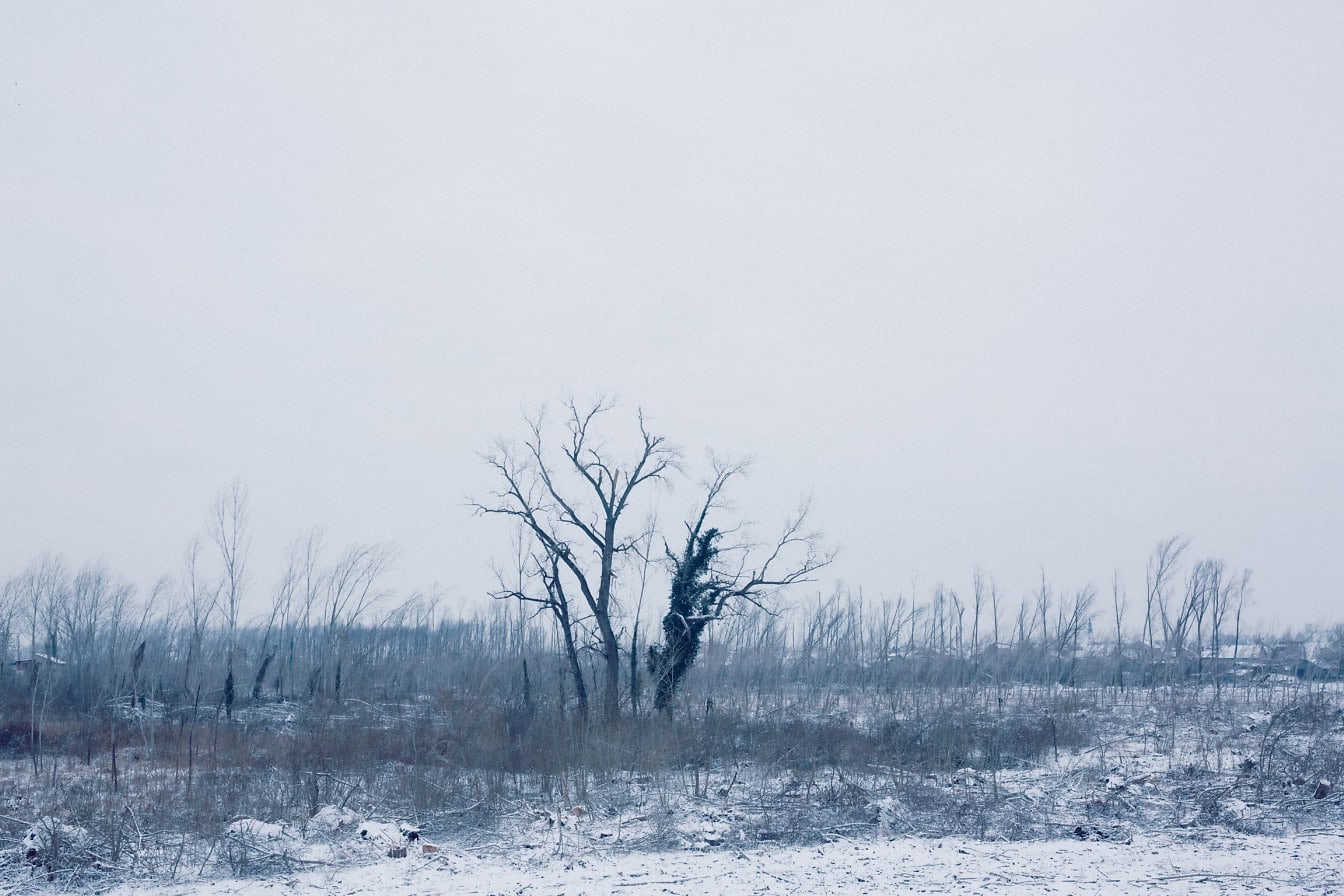 冬季白雪皑皑的景观，树木和草地