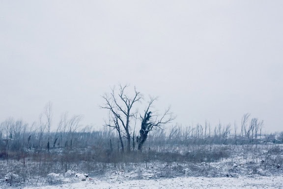 Śnieżny krajobraz z drzewami i trawą zimą