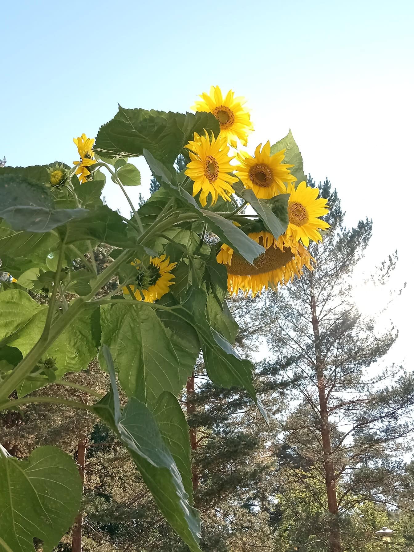 Girassol em plena floração com muitas flores amarelas brilhantes, um girassol gigante americano (Helianthus annuus)