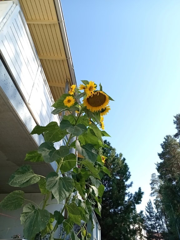 미국 자이언트 해바라기 (Helianthus annuus), 뒤뜰 정원에서 자라는 키 큰 해바라기