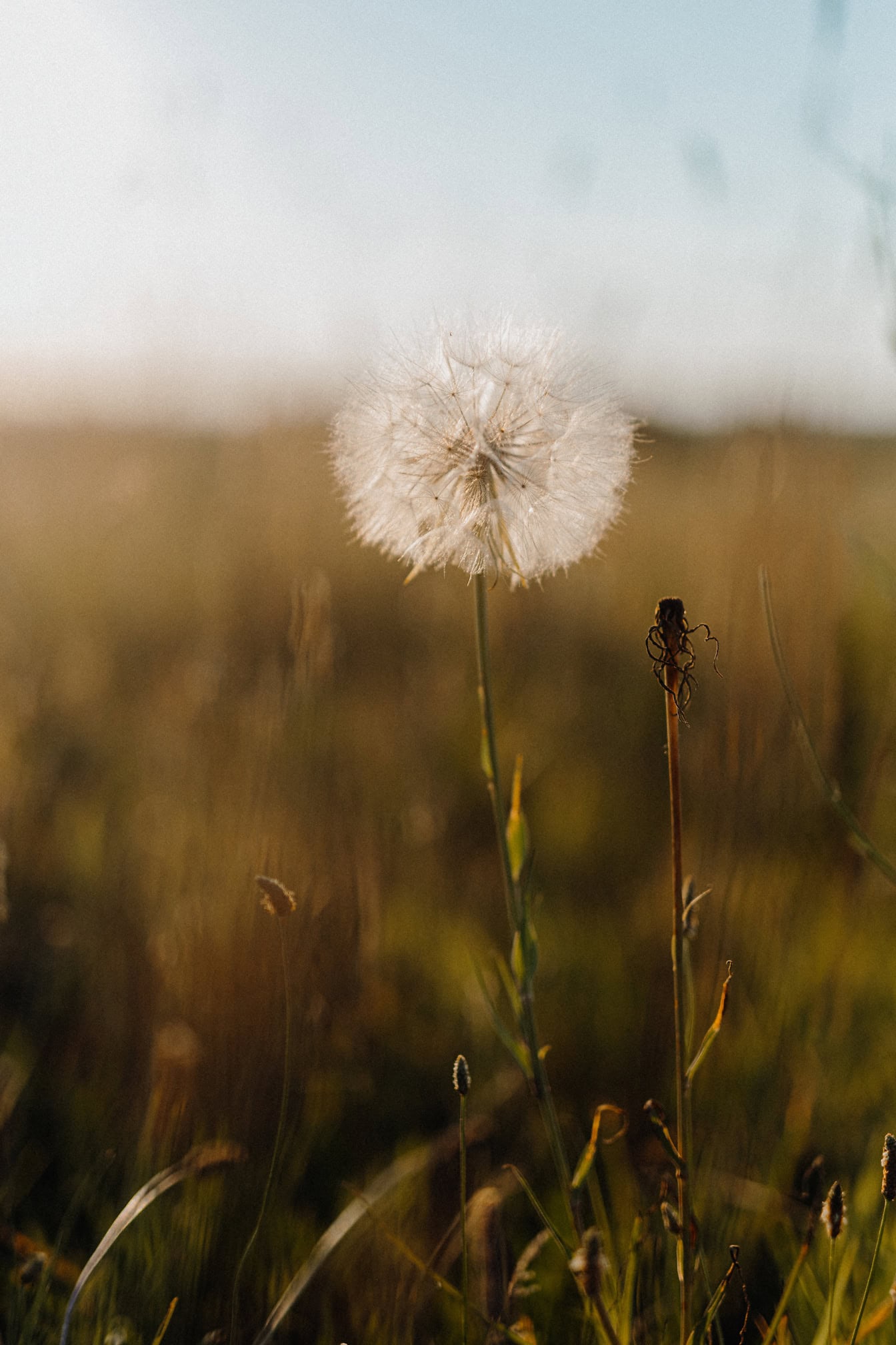 Nahaufnahme eines Samens am Stiel einer Löwenzahnblüte auf einem Feld im Spätsommer