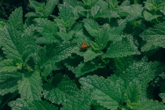 Las hojas verdes de una hierba de menta (Mentha piperita L.) un híbrido de (Mentha spicata) de menta verde y (Mentha aquatica) de menta acuática