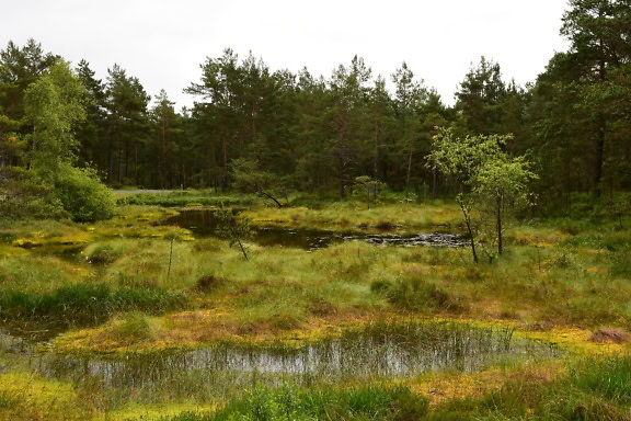 Forêt de pins inondée en Norvège au printemps, un marais avec des conifères