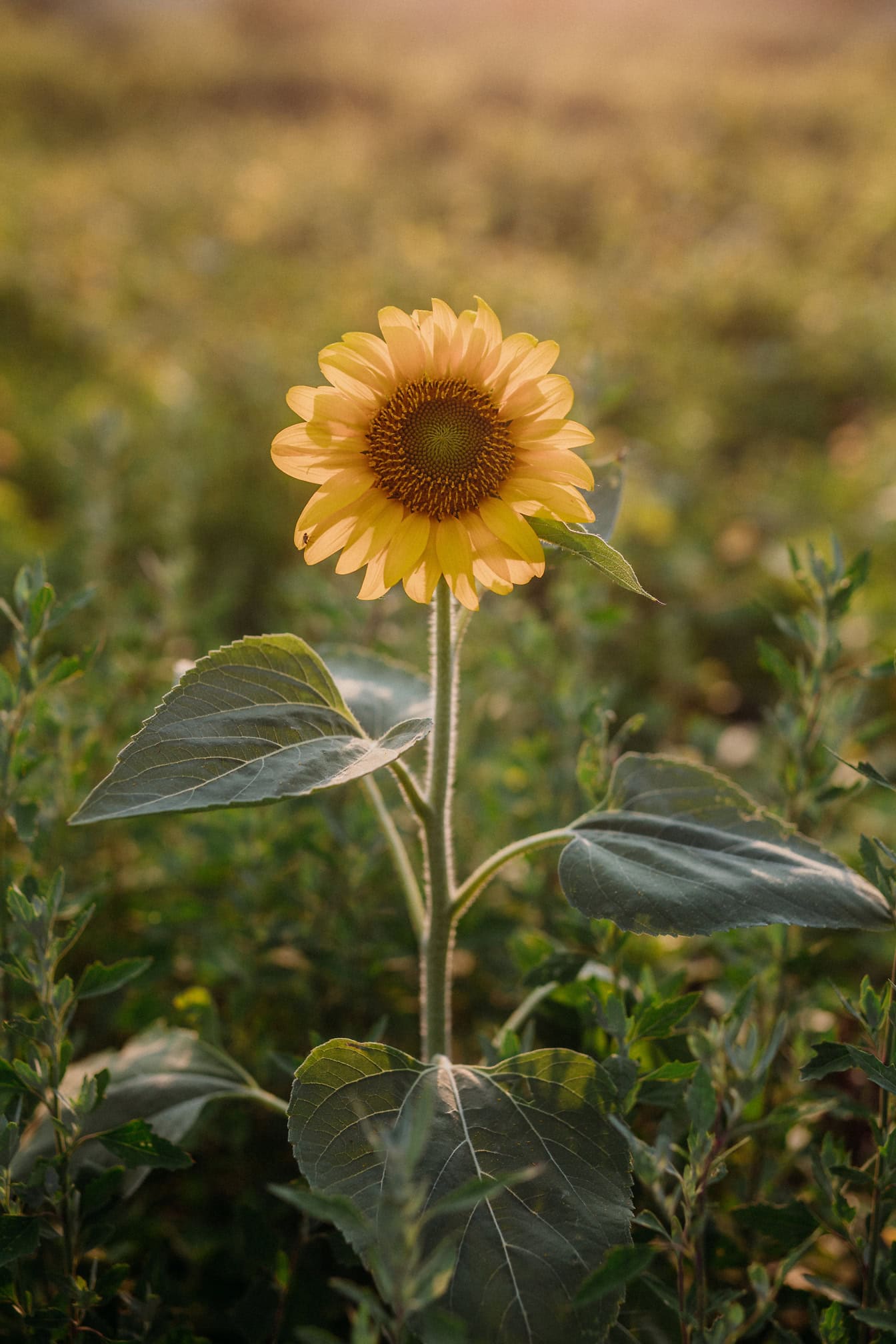 Güneşli bir yaz gününde tarlada yetişen tek bir ayçiçeği bitkisi (Helianthus annuus)