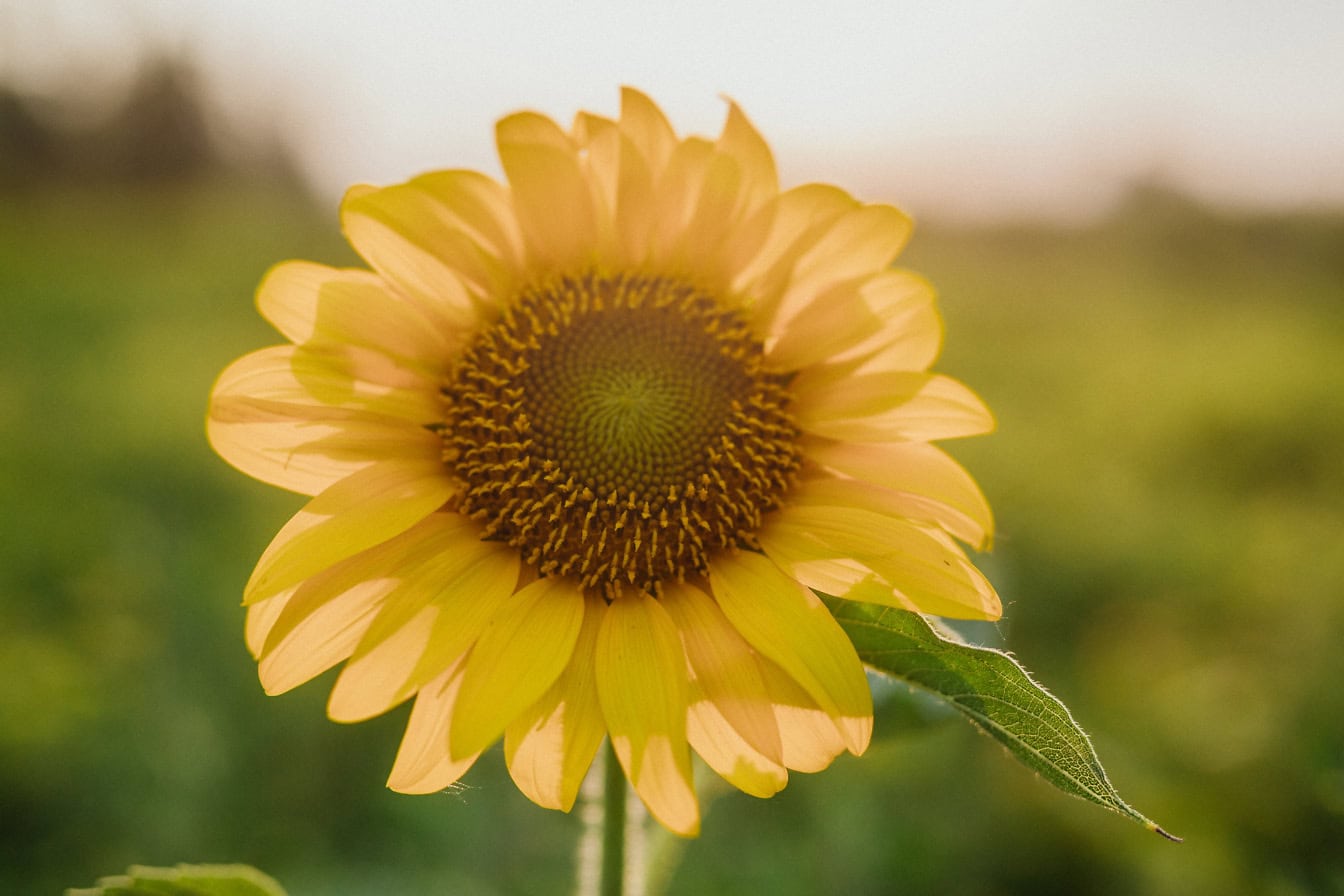 黄色い花びらに太陽の光が当たるひまわり、太陽の花 (Helianthus annuus)