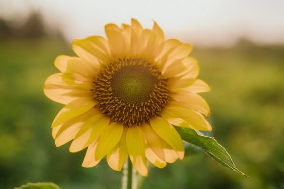 Egy napraforgó napsugarakkal a sárga szirmokon, egy napsütéses virág (Helianthus annuus)