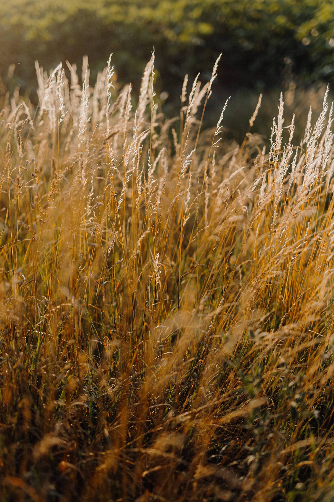 Close-up of a field of dry grass with tall stem