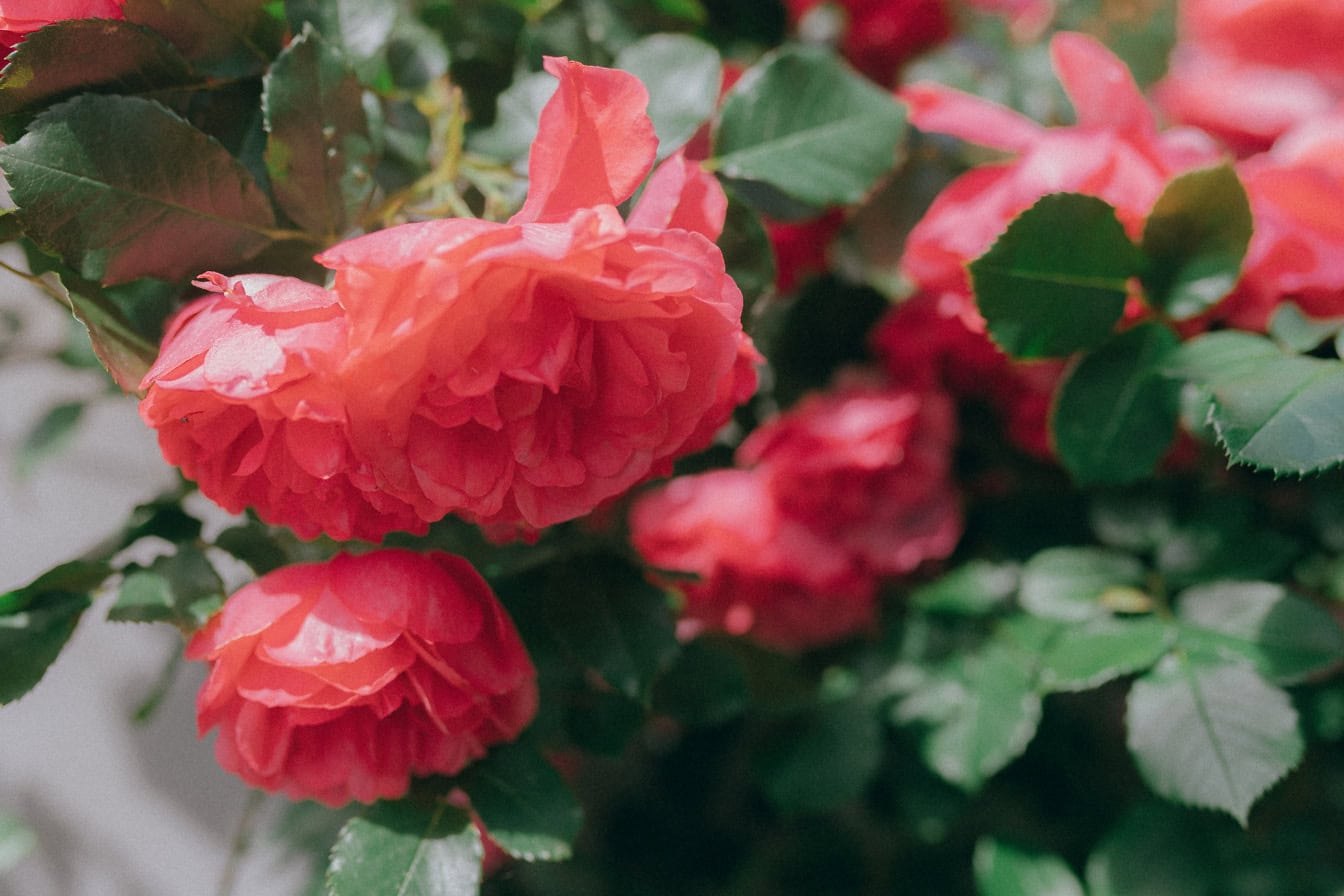 En lyserød-rød blomst af en engelsk rose i blomsterhaven