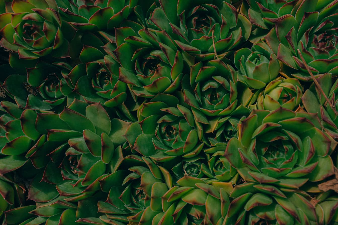 Un (Sempervivum tectorum)di porro , pianta con foglie verde scuro in penombra