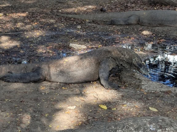 Komodský drak (Varanus komodoensis) pije vodu vo svojom prirodzenom prostredí