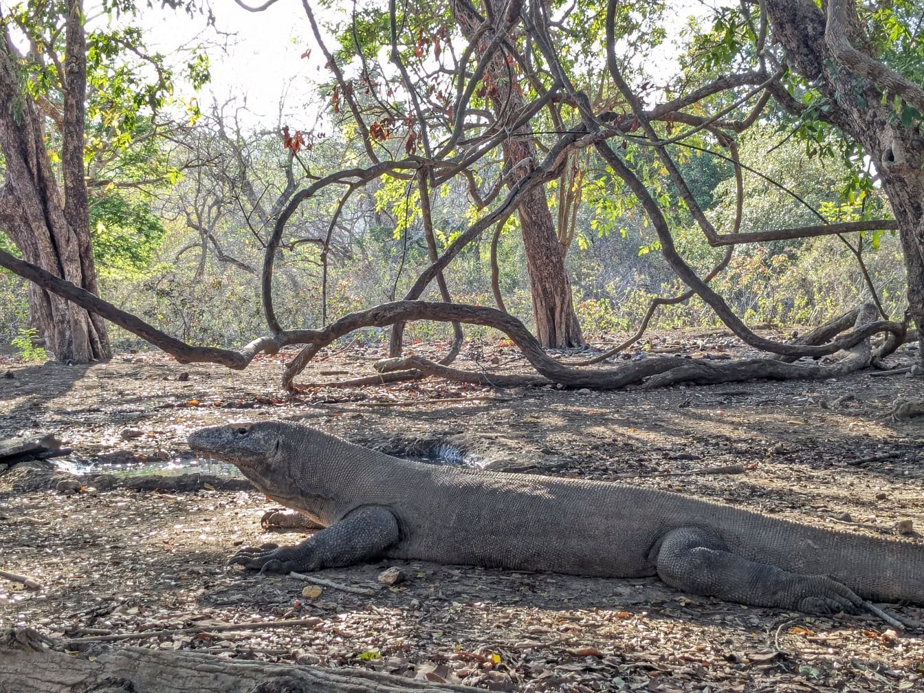 Komodovaraan (Varanus komodoensis), een hagedis die op de bosgrond ligt