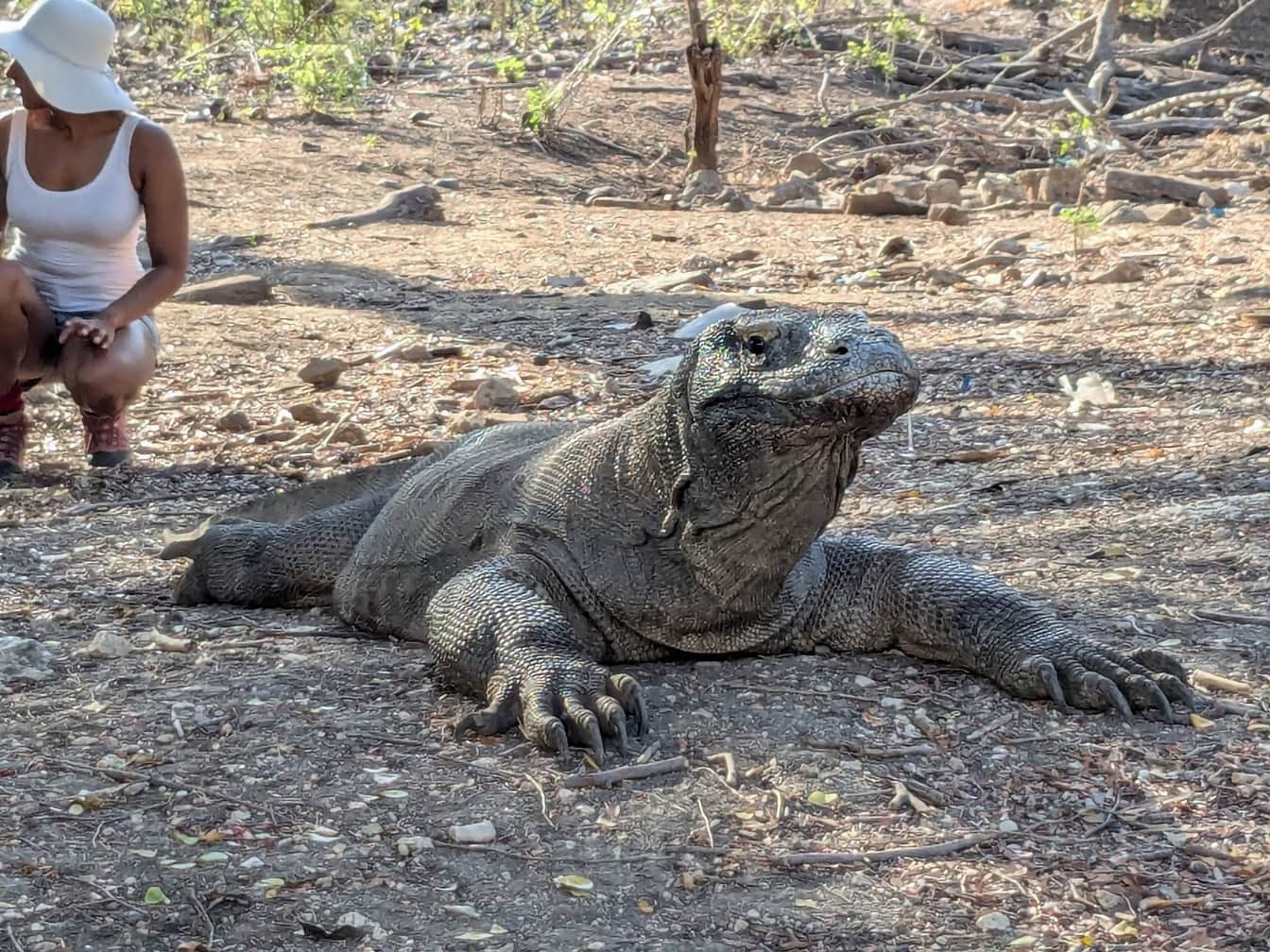 Komodovaranen (Varanus komodoensis), en øgle som ligger på bakken