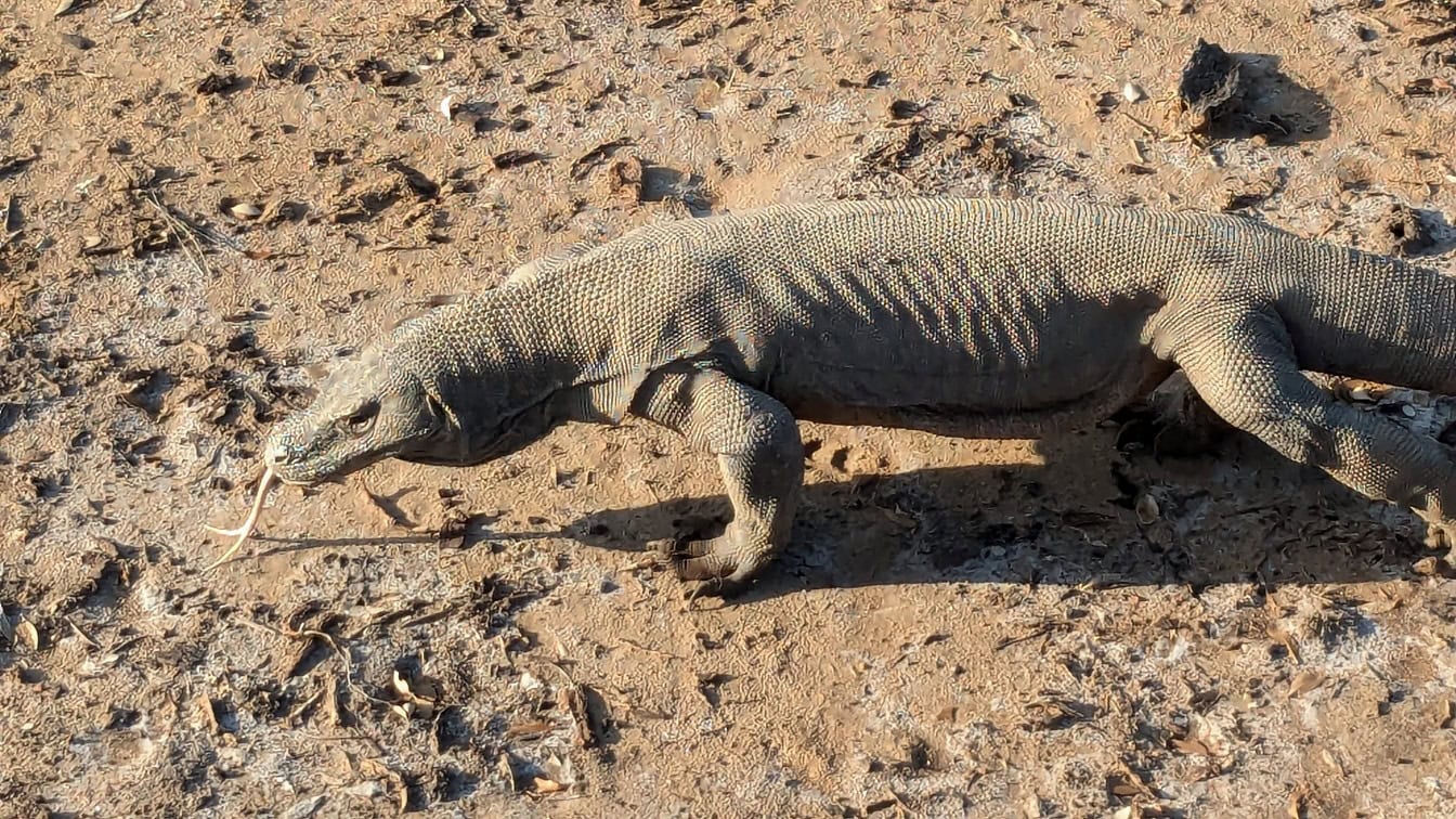 Komodovaranen (Varanus komodoensis), en ödla som går på jord