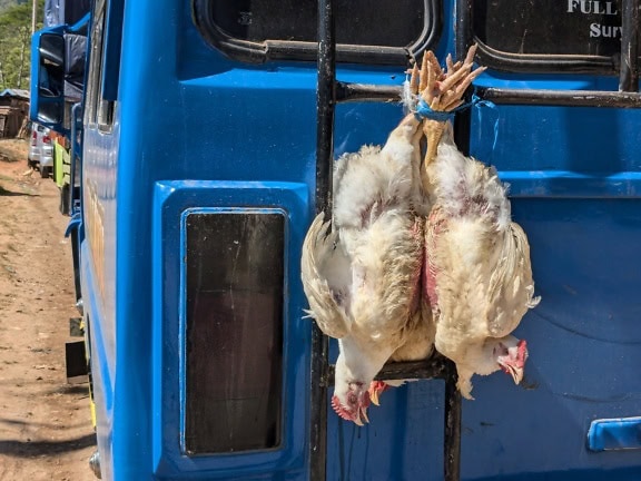 Pollos blancos colgando boca abajo de un camión azul