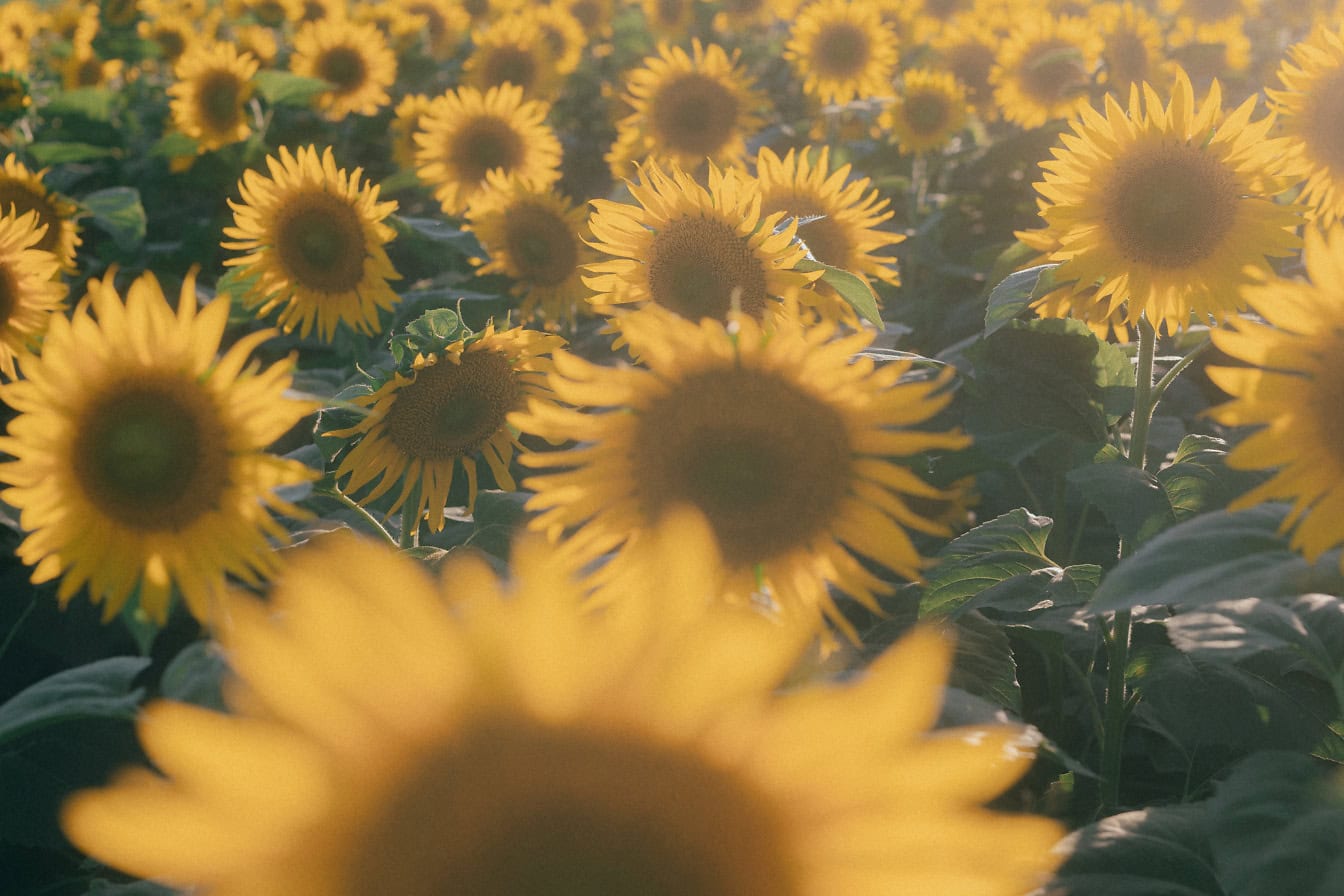 Campo agrícola de girasoles en un (Helianthus annuus) soleado