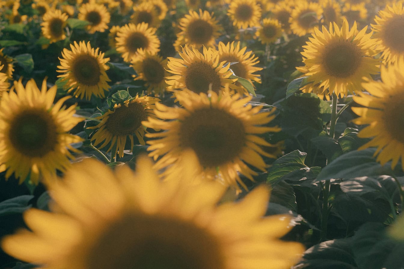 Campo agrícola de girasoles con pétalos de color amarillo brillante en un día soleado de verano (Helianthus annuus)