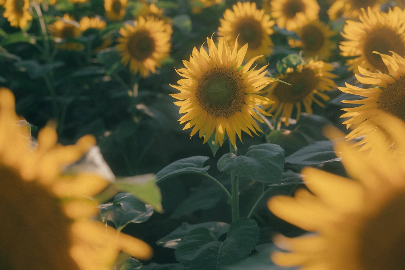 Primo piano di girasoli in un campo (Helianthus annuus)