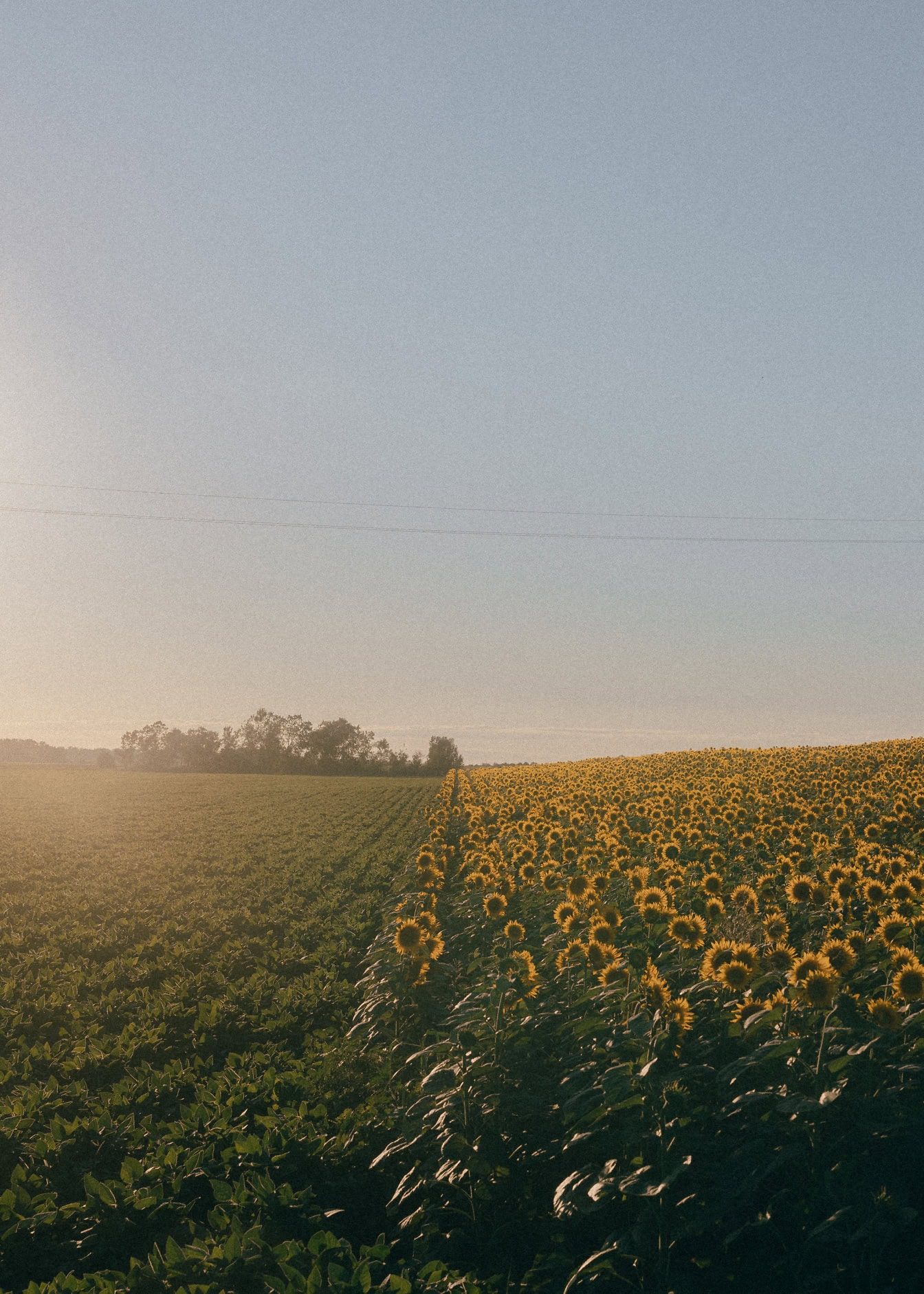 Photo verticale de champs agricoles de tournesol et de soja