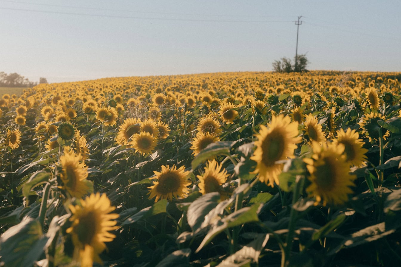 Ladang pertanian hibrid bunga matahari yang dibudidayakan (Helianthus annuus)