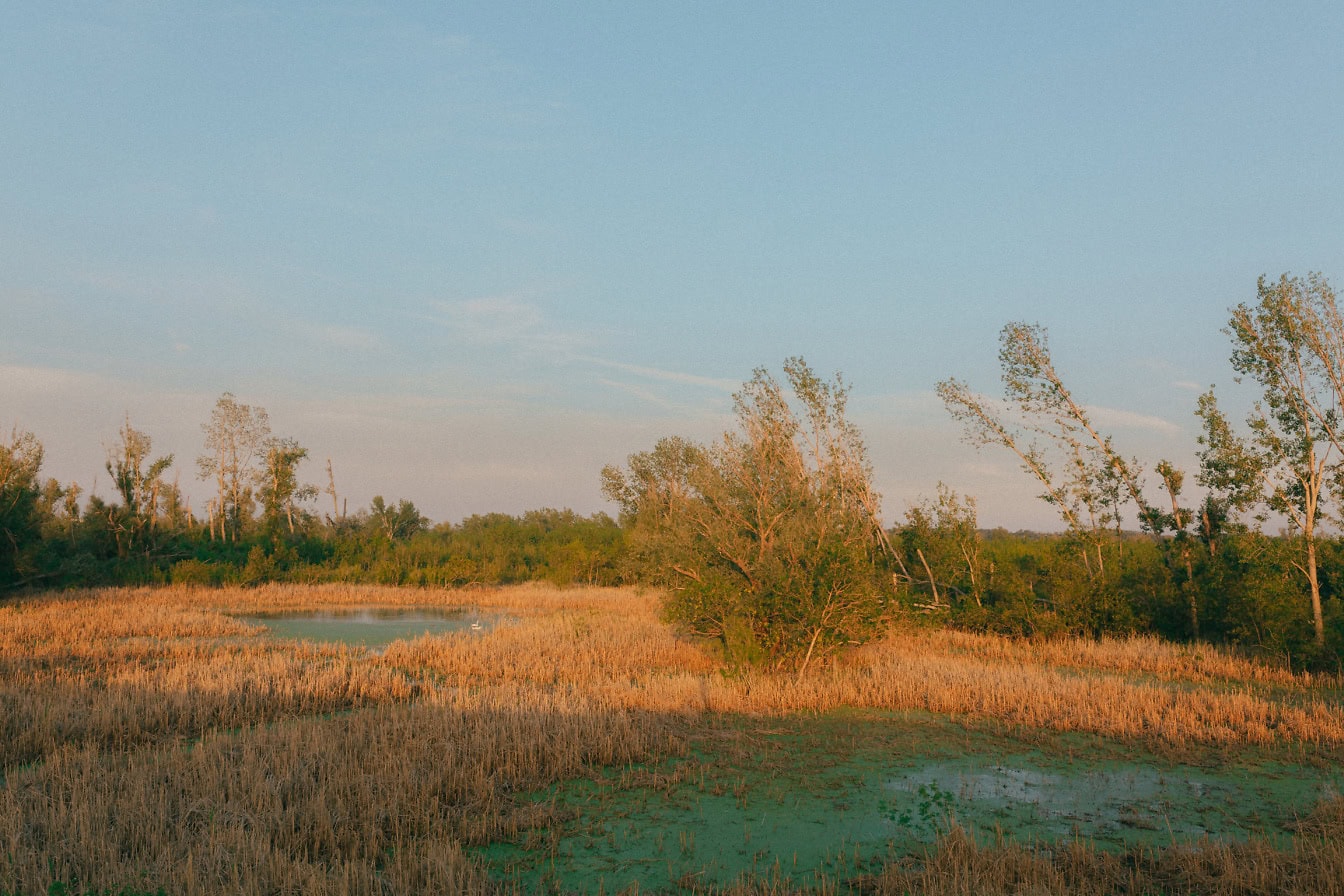 Palude con erba paludosa e alberi allagati in estate