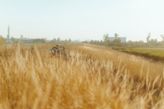 Bicicleta estacionada en un campo de hierba alta junto a un camino de tierra en el campo