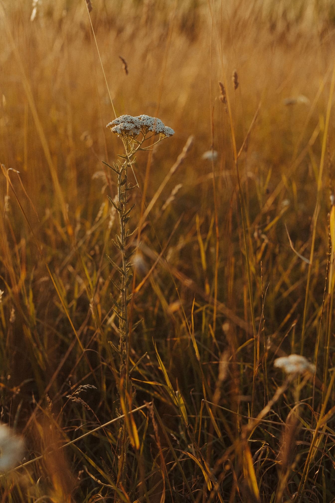 톱풀 허브 (Achillea millefolium), 키 큰 풀밭에 흰 꽃의 클로즈업