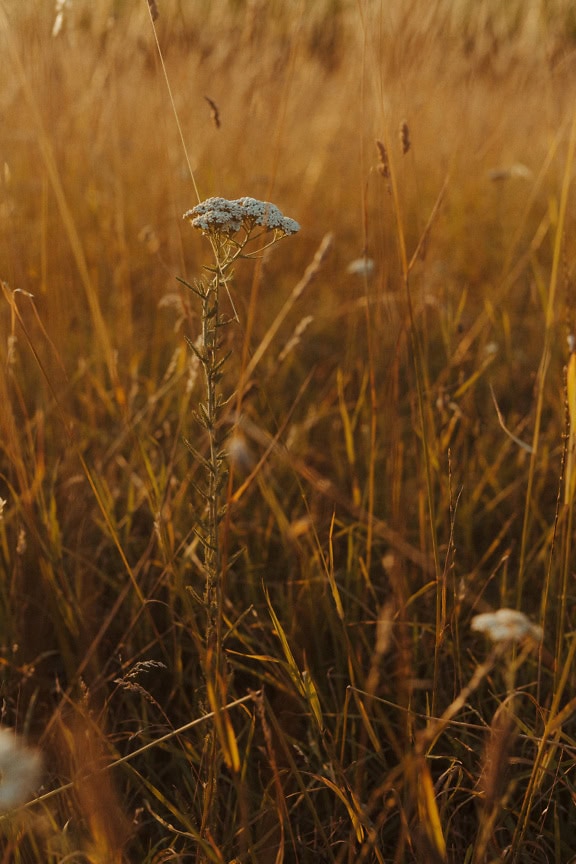 Um (Achillea millefolium)de ervas de mil-folhas, close-up de uma flor branca na grama alta