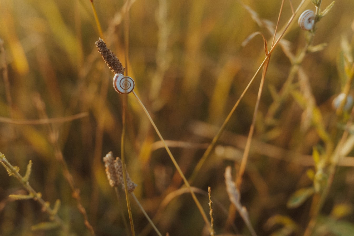 Small snail on a stem of tall dry grass