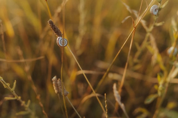 Caracol pequeno em uma haste de grama seca alta