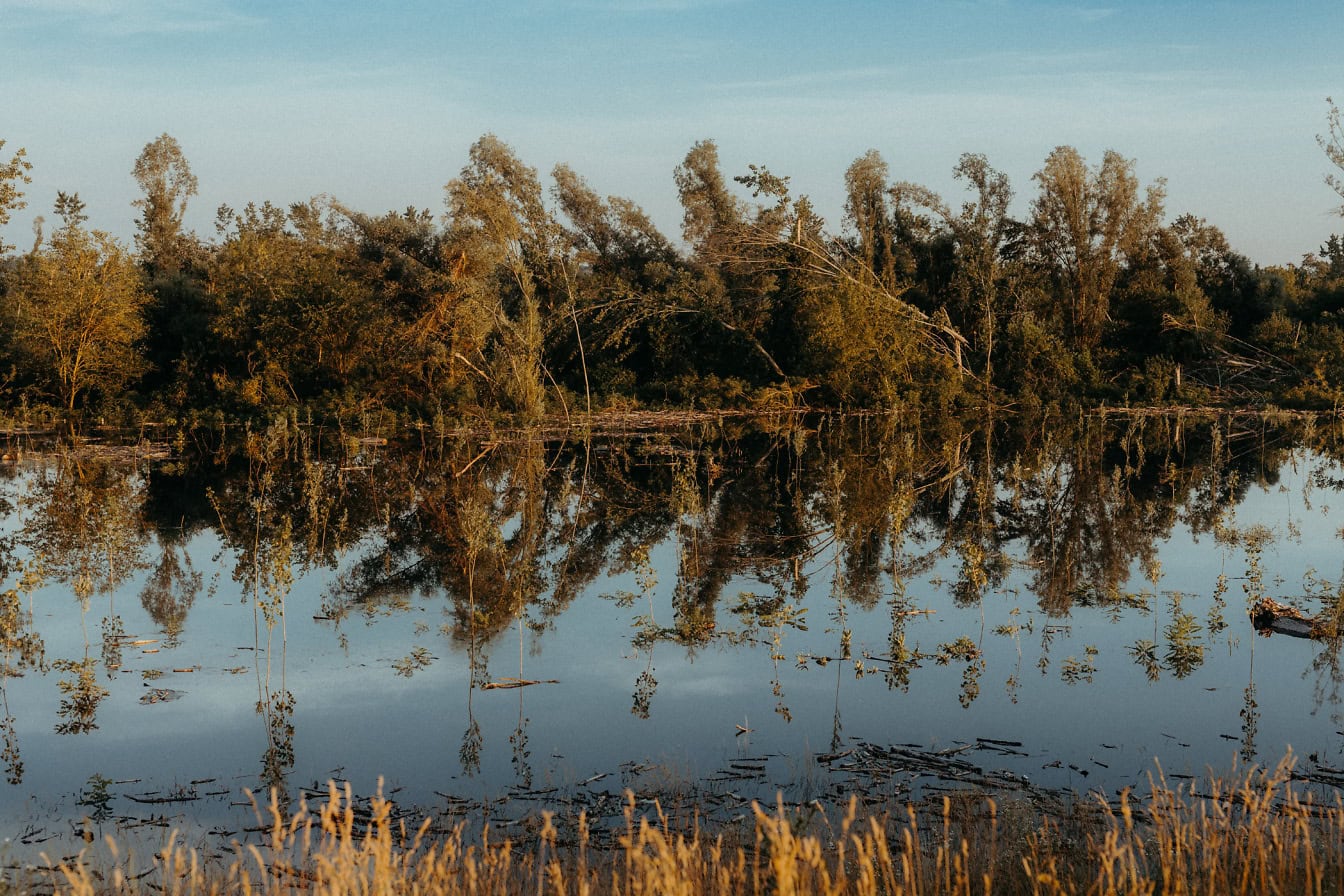 Alberi ed erba allagati nel canale