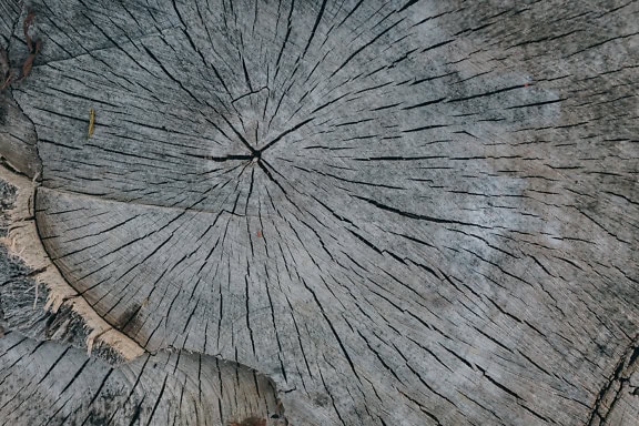 Texture of a cross-section of a dry grey tree stump with cracks on the wood surface