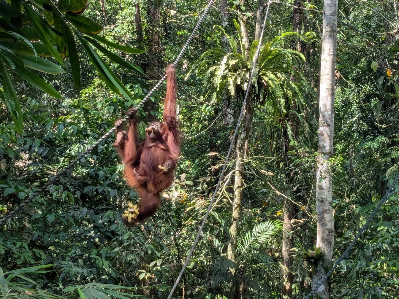 El orangután de Sumatra (Pongo abelii) un mono en peligro crítico de extinción que cuelga de una cuerda con su mono bebé en la jungla