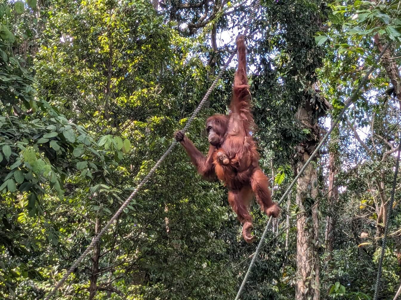 Sumatra- (Pongo abelii) en kritisk truet art, en apemamma med en babyape hengende fra et tau i jungelen i Malaysia