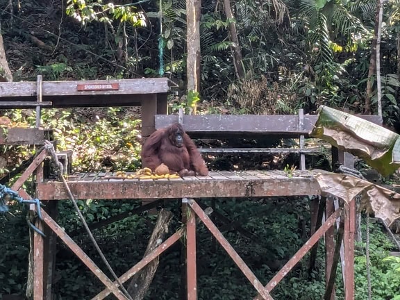 Orangutan monkey sitting on a wooden platform in an animal refuge center