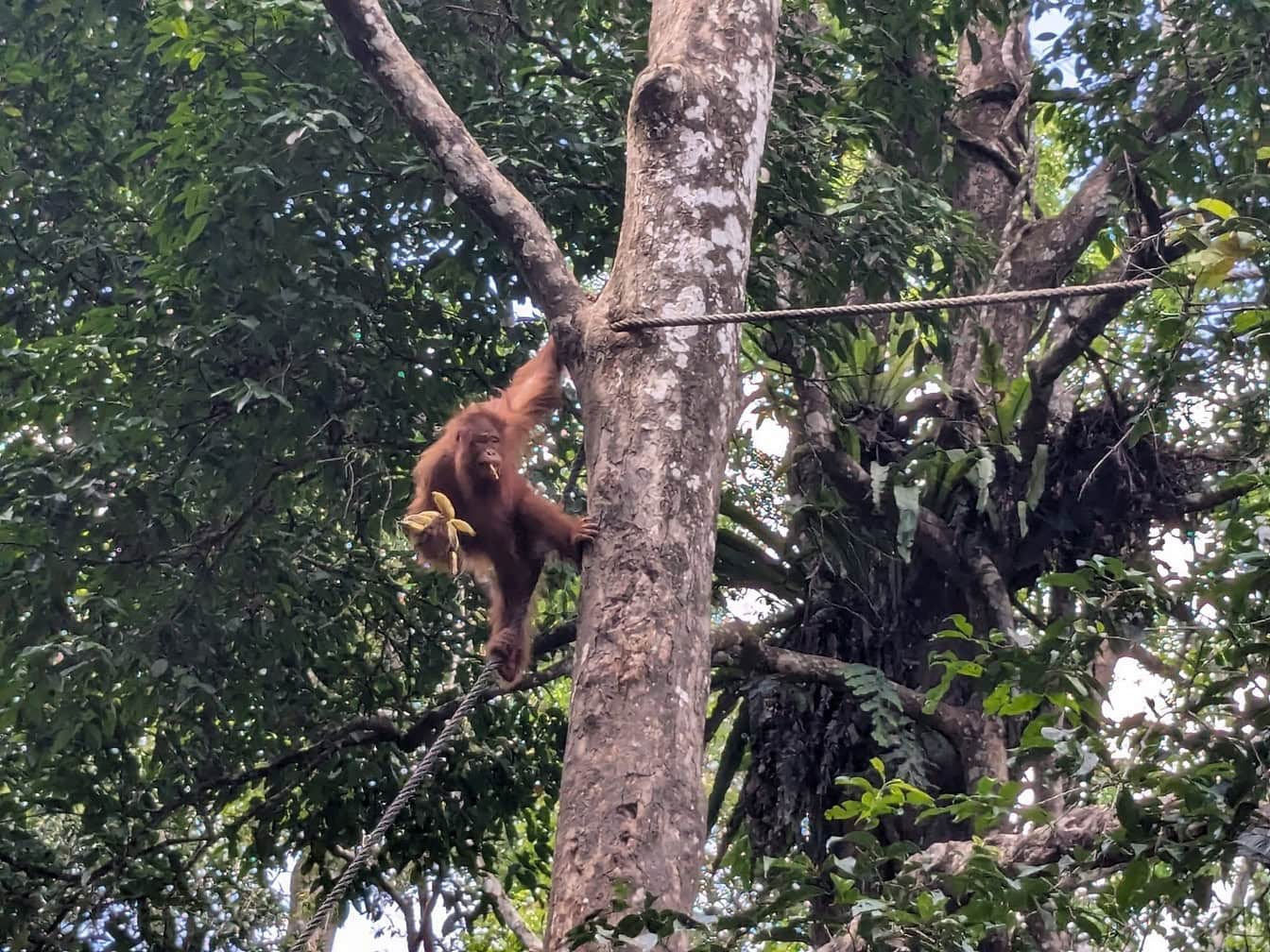 Orangutanabe klatrer i et træ