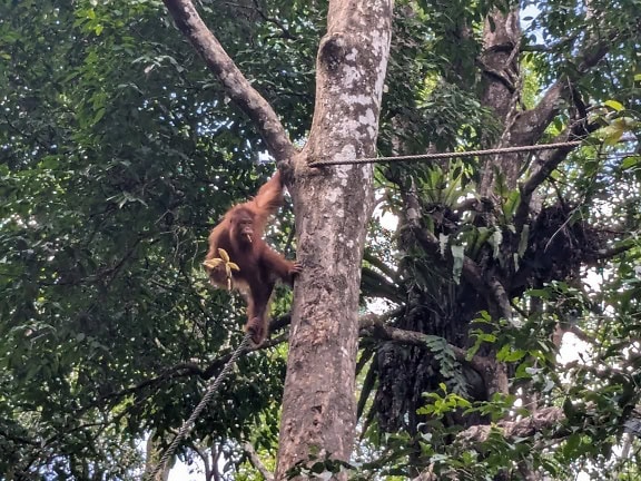 Opica orangutana šplhá sa po strome