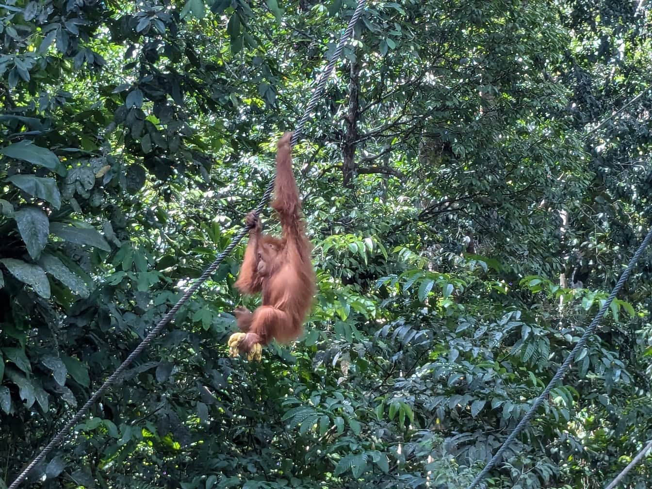 De Sumatraanse orang-oetan (Pongo abelii) een ernstig bedreigde aap die aan een touw hangt terwijl hij voedsel in zijn poten houdt