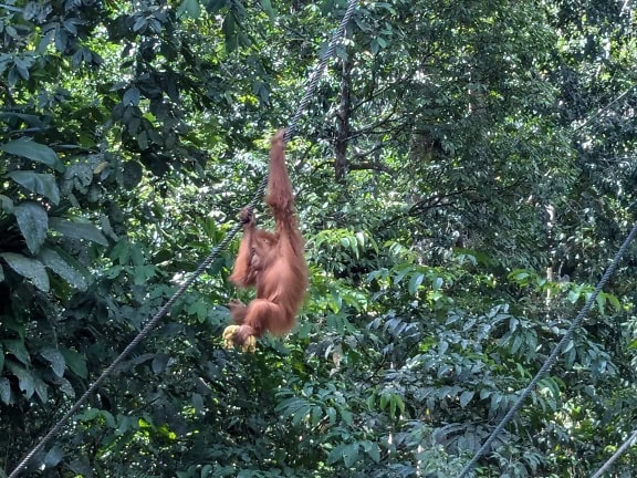 Sumatranski orangutan (Pongo abelii) kritično ugroženog majmuna koji visi o užetu dok drži hranu u nogama