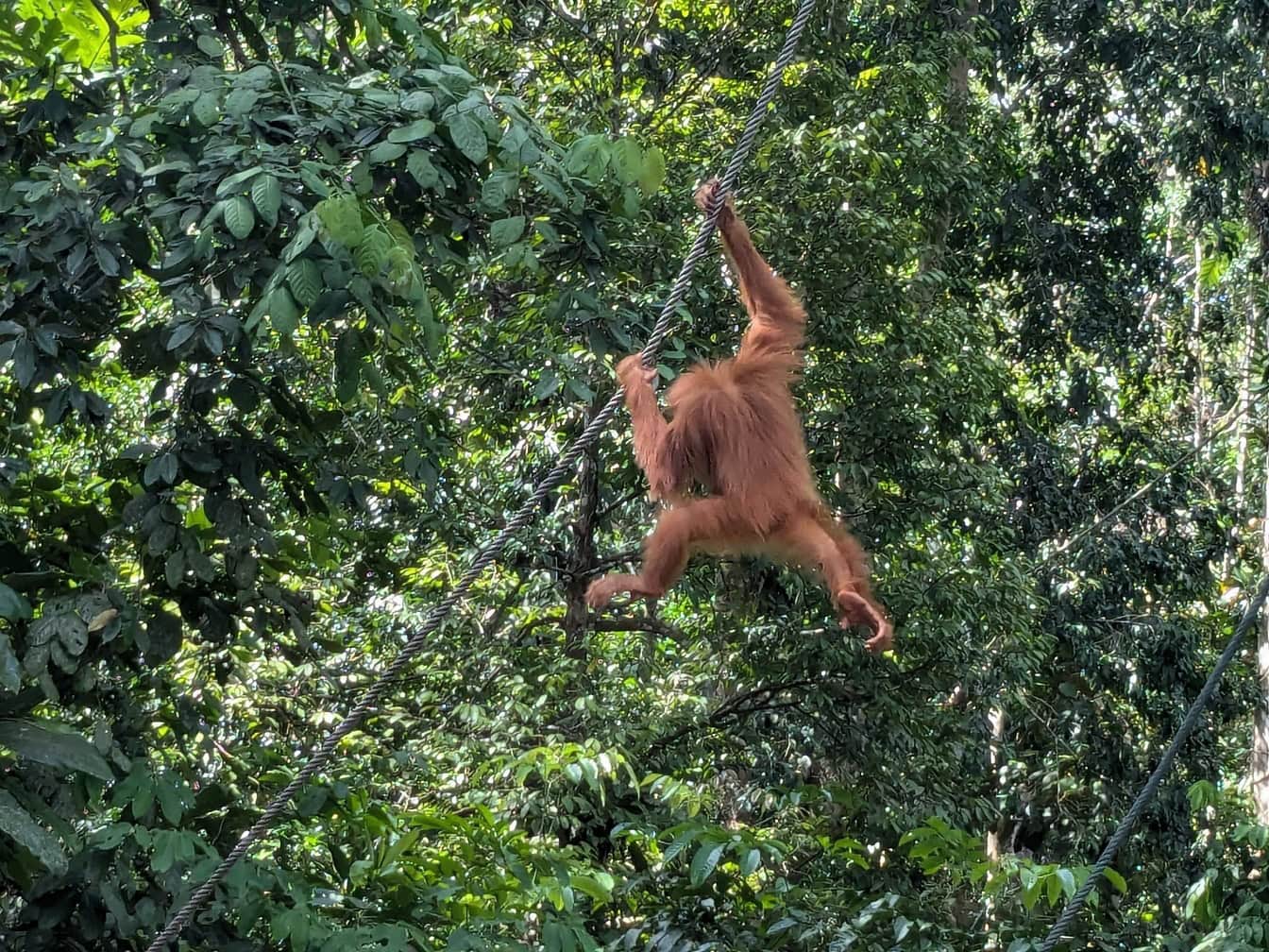 Orangotango de Bornéu (Pongo pygmaeus) pendurado em uma corda na floresta na Indonésia