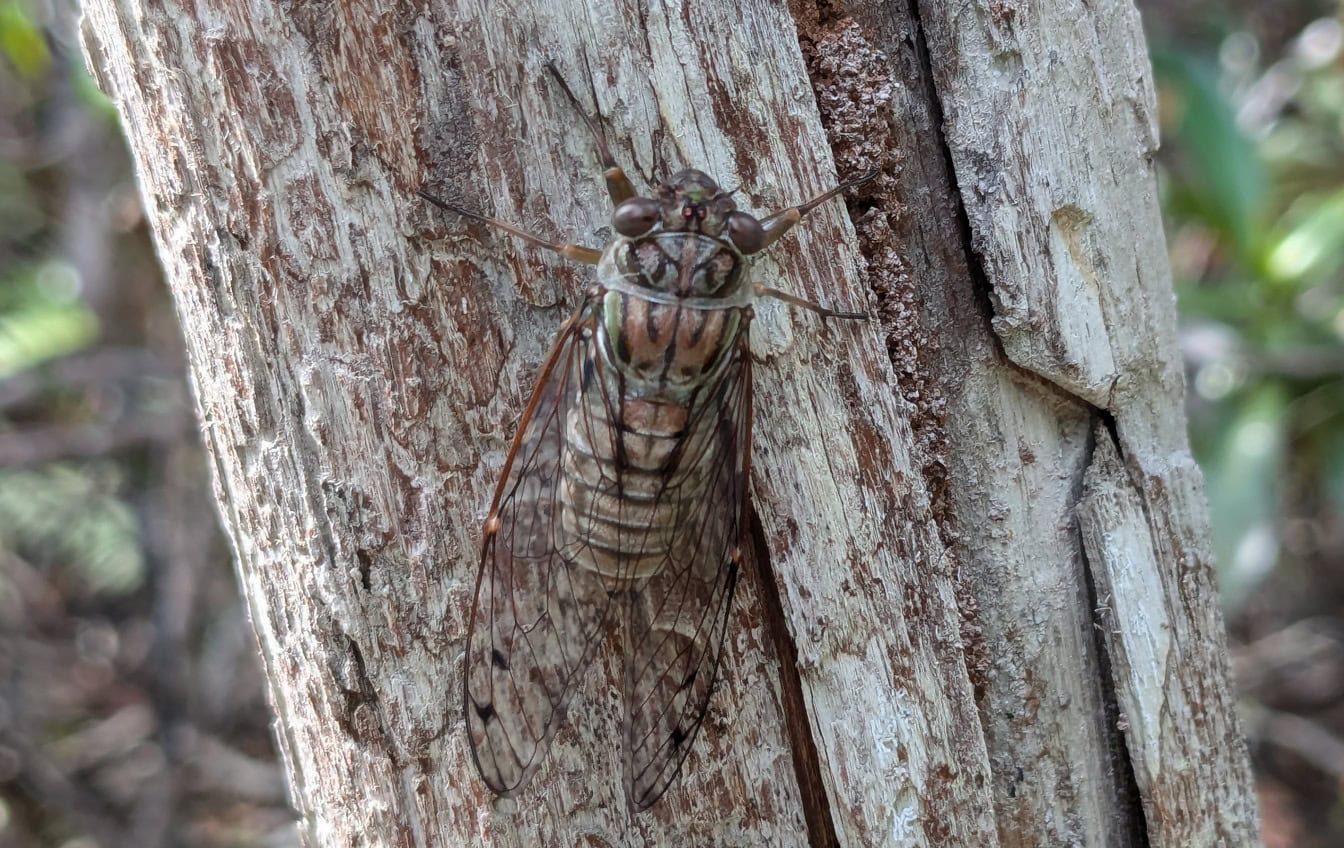 A cigarra da Malásia (Cicadoidea), inseto na ordem dos insetos verdadeiros (Hemiptera)