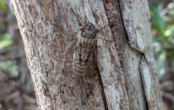 Малайзийската цикада (Cicadoidea), насекомо от реда на истинските бъгове (Hemiptera)