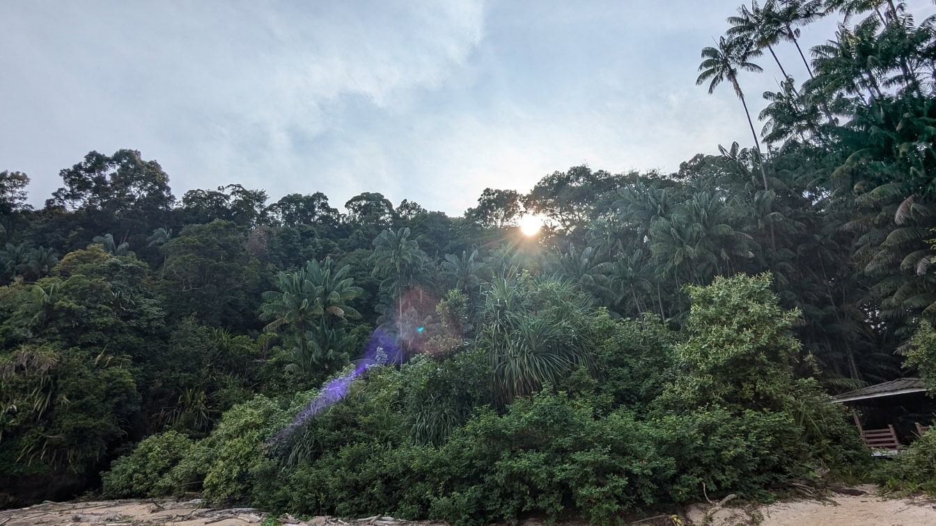 El sol brilla a través de las copas de las palmeras en el parque nacional de Bako en Kuching, Sarawak, Malasia