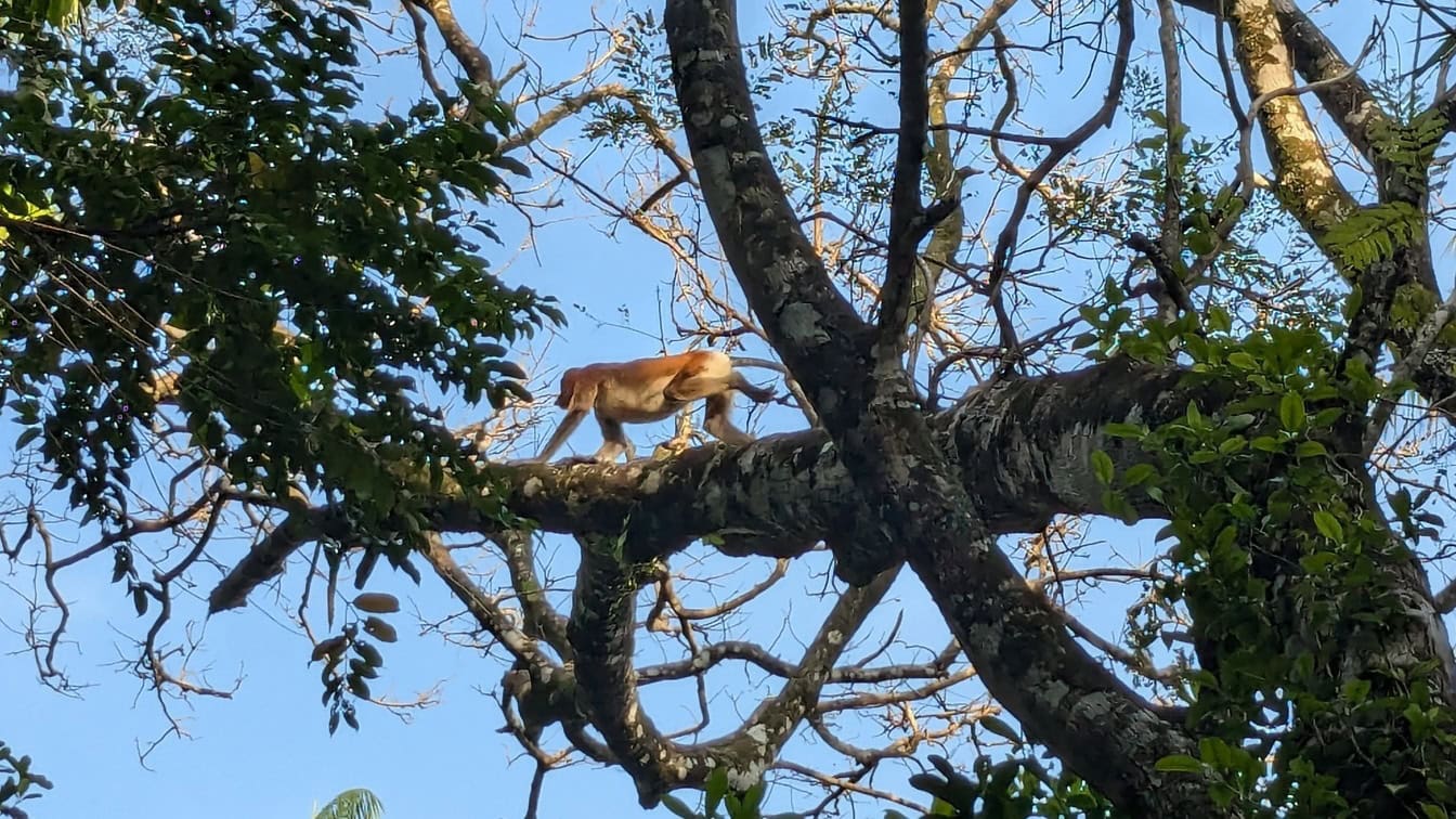 De neusaap of aap met lange neus op een grote boom (Nasalis larvatus)