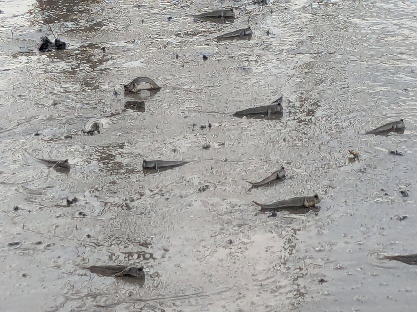 En mudskipper fisk (Oxudercinae), en art av en amfibisk fisk på en lerig strand