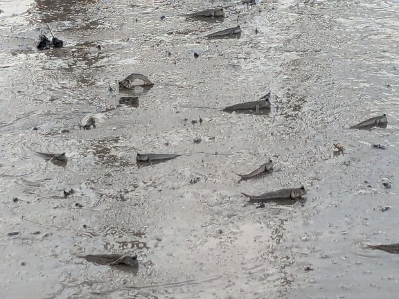 A mudskipper hal (Oxudercinae), egy kétéltű halfaj egy sáros tengerparton